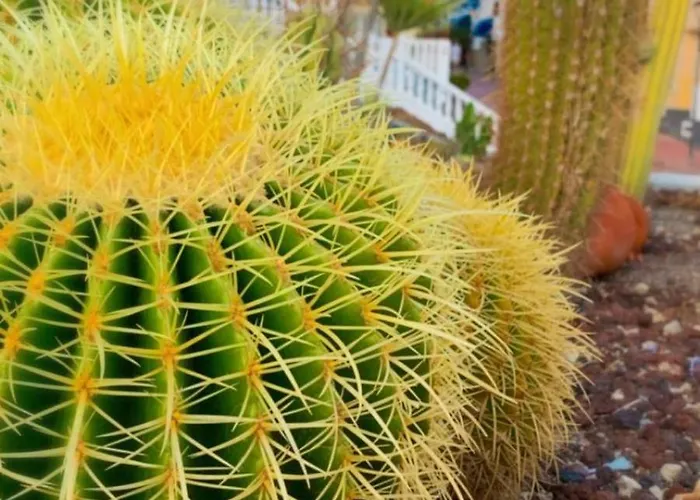 Palmeritas Mar Tenerife Sur Appartement *